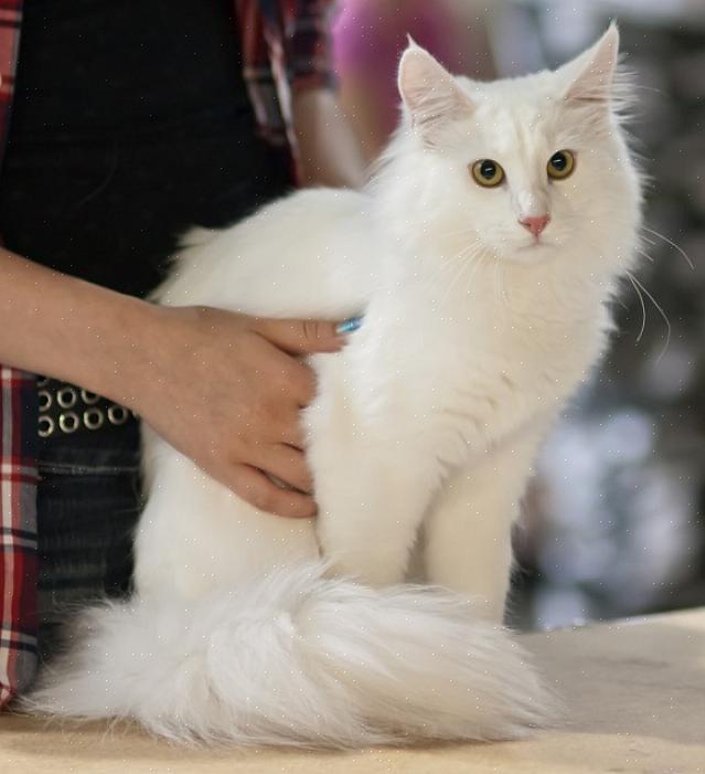Perser er den mest registrerte katterasen av Cat Fanciers Association