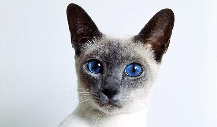 Siamesiske katter gjorde overgangen fra thailandske kongelige til europeiske kongelige i løpet av noen
