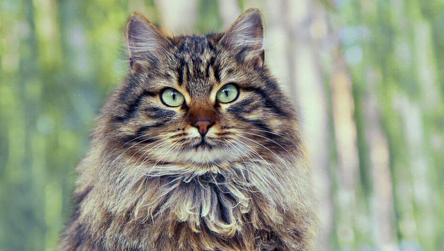 Den sibirske katten er anerkjent av Cat fanciers' Association