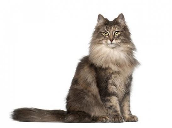 Den norske skogkatten er Norges offisielle katt