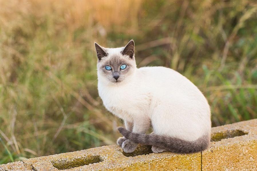 Kan siamesiske katters pels være et utrolig utvalg av farger