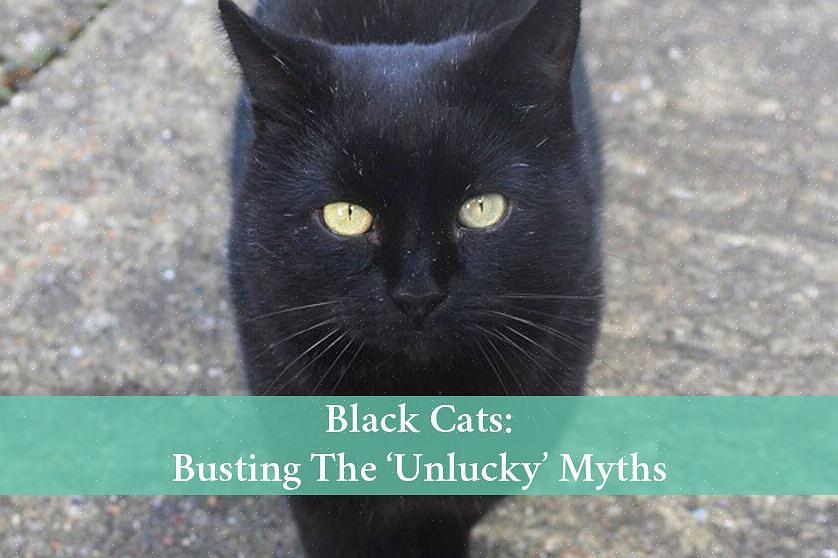 Overtro #2: svarte katter er uflaks