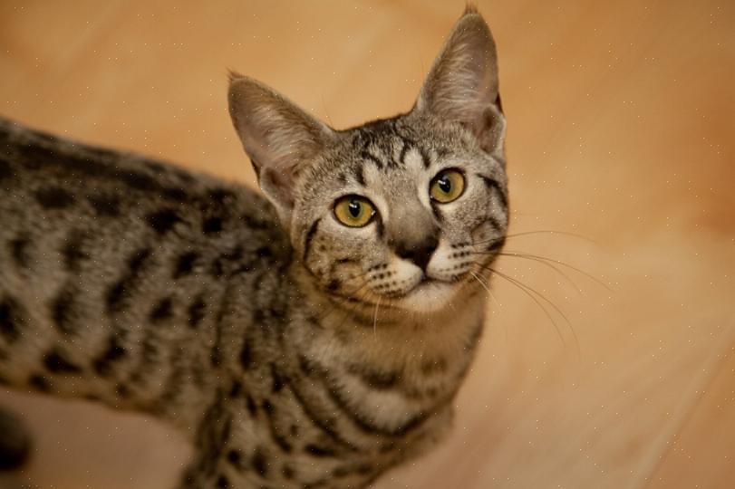En stambok Tradisjonell Savannah-katt er minst fire generasjoner fjernet fra servalen