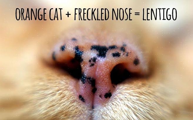 I tilfelle av flate brune eller svarte flekker som plutselig vises på den oransje kattens nese