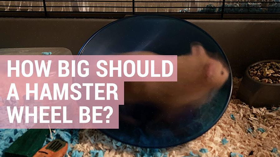 Størrelsen på hamsterhjulet ditt avhenger av størrelsen på din fullvoksne hamster