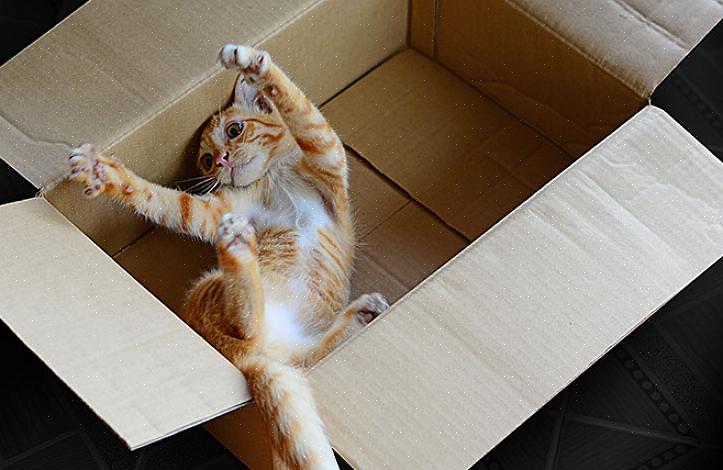 Hvorfor elsker katter bokser så mye