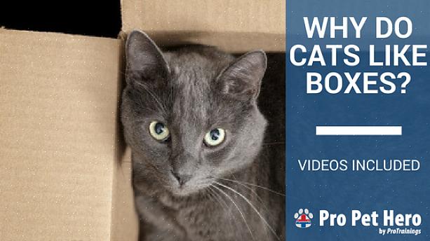 Det er ingen hemmelighet at katter elsker bokser