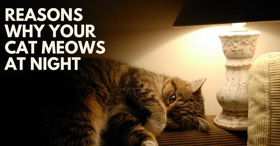 Og en sulten katt om natten er ikke en stille katt