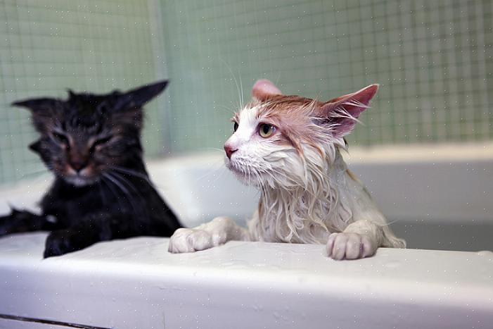 Tvangsbad er noen eksempler – så det er forståelig hvorfor mange katter ikke liker vann