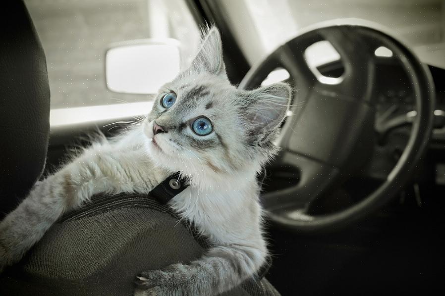 Hvis du planlegger en lang biltur med katten din