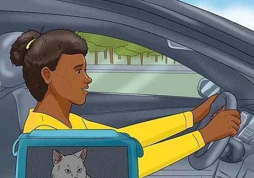 Hvordan venne katten til bilen
