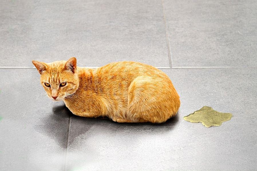 Diabetes kan øke urinvolumet slik at katten ikke når boksen i tide