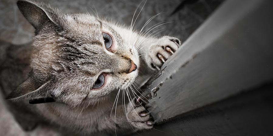 En katt som tisser utenfor boksen kan være merkeadferd