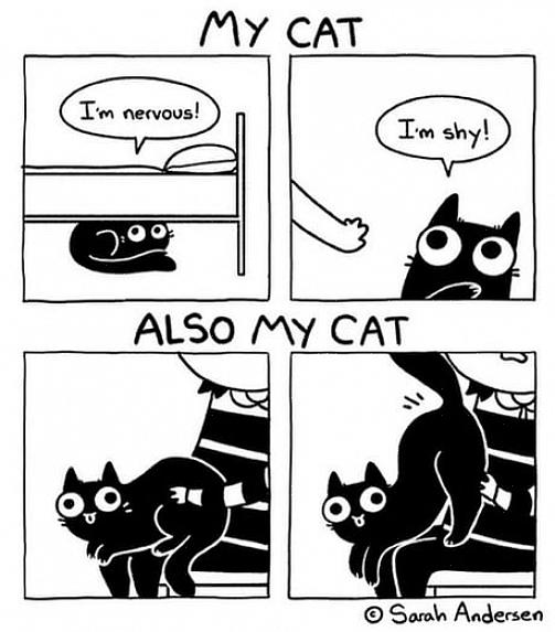 Katterumpe presentasjon
