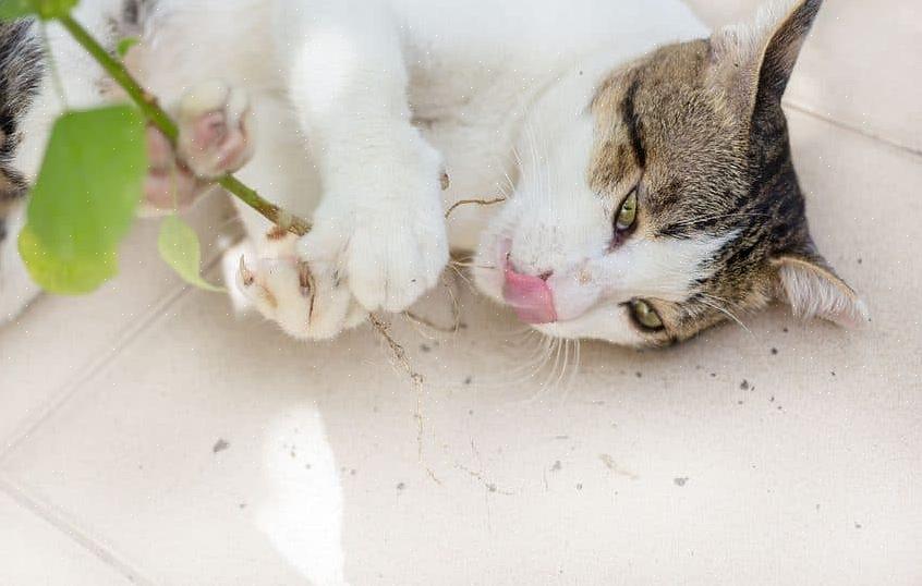 Det er noen mulige medisinske tilstander som kan forårsake overdreven tygging hos katter
