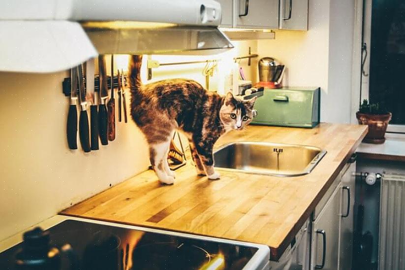 Har du kanskje oppdaget at katten din liker å henge på kjøkkenbenken
