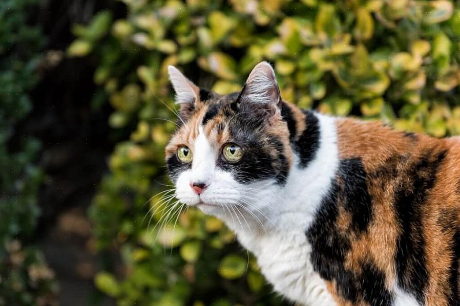 En katteatferdsspesialist vil kunne hjelpe med en alvorlig ond katt