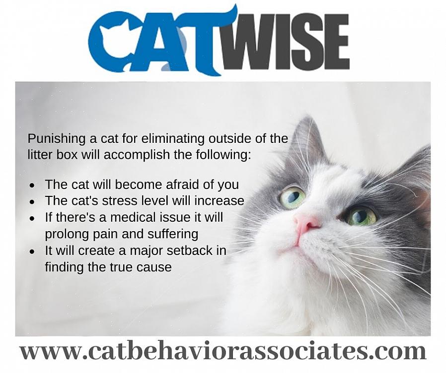 Imidlertid lurer du kanskje på om det er greit å disiplinere en katt for konsekvent dårlig oppførsel