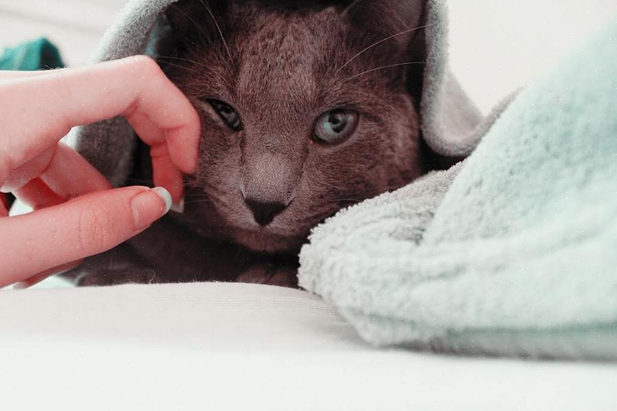 Ble lært opp til å ta en katt i håndkleet når de må holdes fast