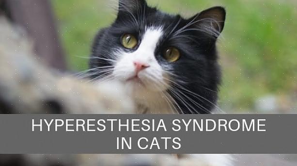 Tre typer tegn kan oppstå hos katter med hyperestesisyndrom