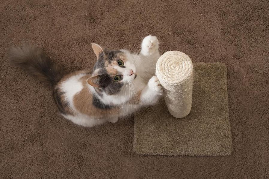 Hvordan stoppe en katt fra å klø på teppet