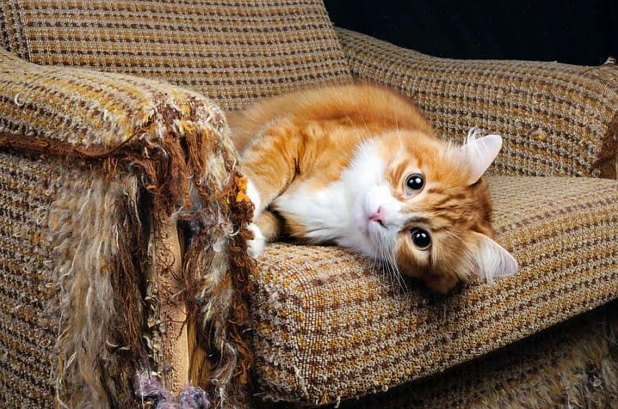 Vær raus med skrapestolper - katter elsker