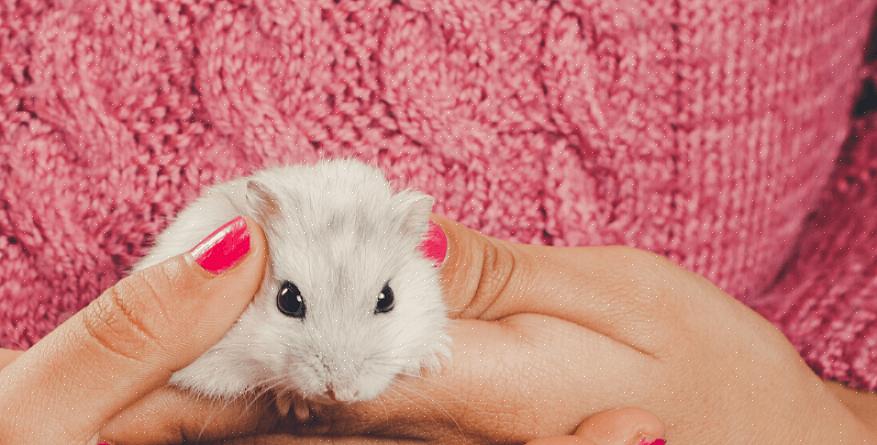 Ha et hamsterhabitat som passer for din størrelse hamster