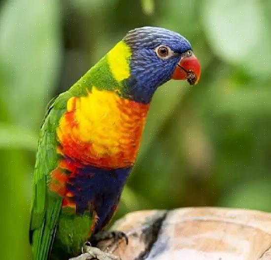 Her er åtte av de beste store papegøyene å holde som kjæledyr