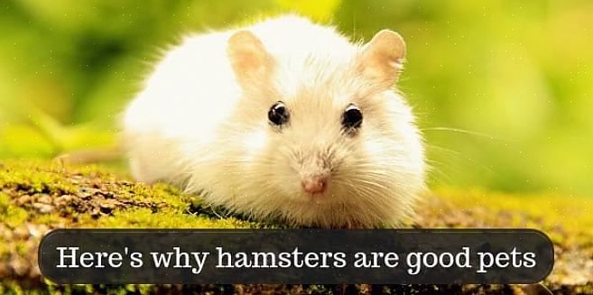 Vanligvis er hamstere rimelige kjæledyr å eie
