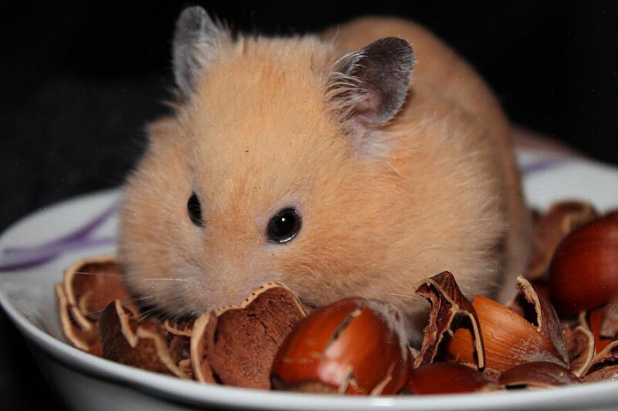 Kan hamstere lage flotte kjæledyr for nesten enhver ansvarlig familie basert på deres beskjedne plass
