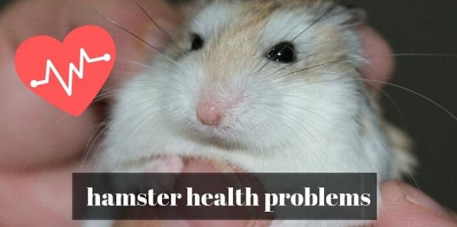 Har hamstere vanligvis ikke mange helseproblemer