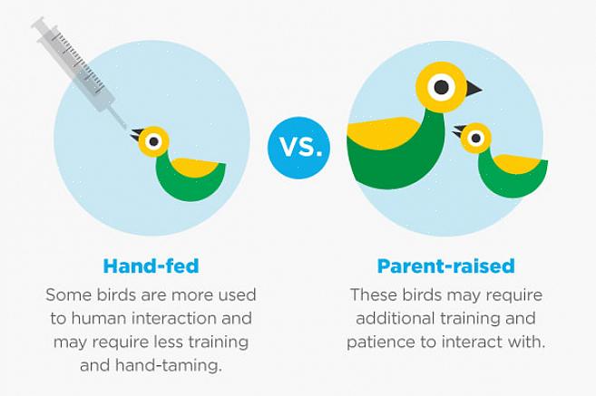 Av disse grunner anbefales det generelt at nybegynnere av fugleeiere starter med en liten til mellomstor