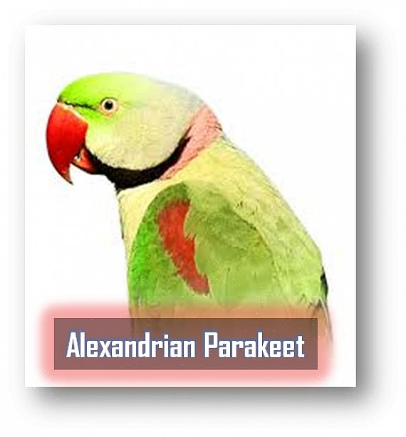 Hvordan lære fuglen din å snakke Alexandrine parakitt farger