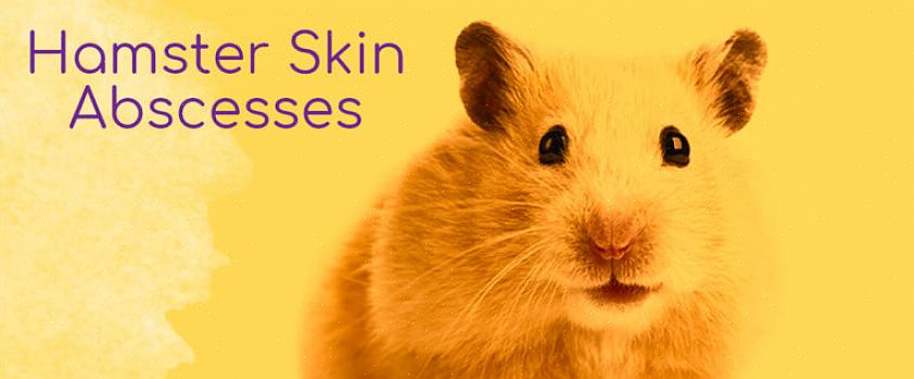 Aggressive hamstere som bor sammen med andre hamstere er mer sannsynlig å utvikle abscesser fra bittsår