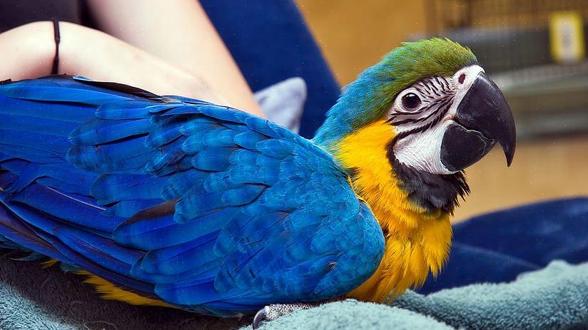 Beste fugler for leilighet 01 Macaw