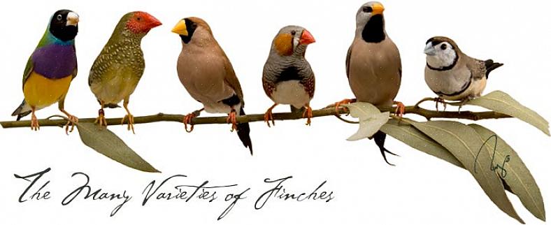 Som namnet antyder är Javafinken infödd på de indonesiska öarna