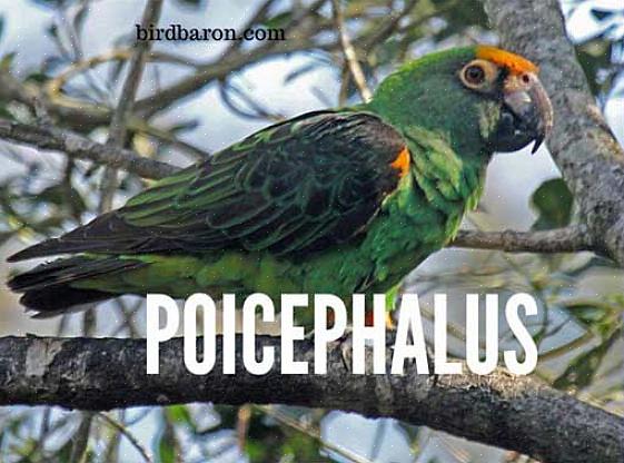 Senegal-papegøyen er hjemmehørende i skogområdene i det sentrale vestlige Afrika