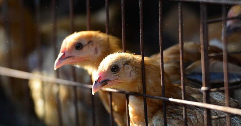 Risikoen for å pådra seg fugleinfluensa er ikke spesielt høy for husbundne kjæledyrfugler