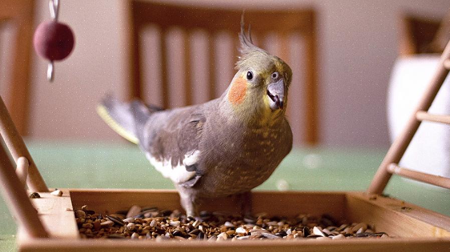 Aldri prøv å sulte fuglen din til å spise pellets
