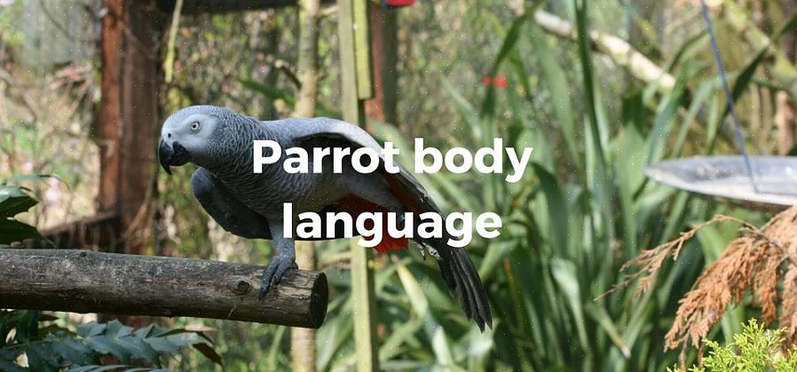 Men hvis papegøyen din kan snakke