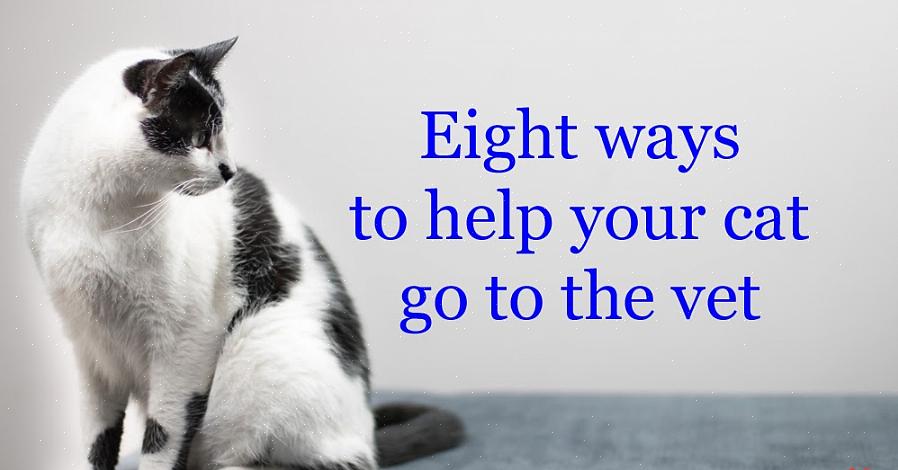 De neste trinnene er å hjelpe katten din å assosiere bæreren med gode ting