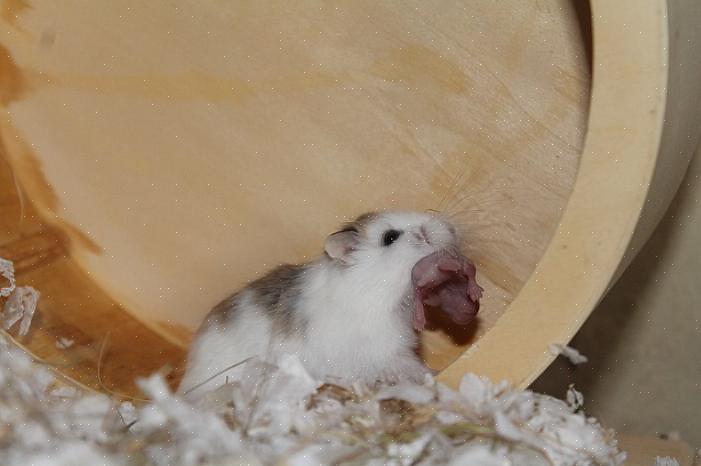 Kvinnelige hamstere vil begynne å forberede et rede i påvente av ankomsten til babyene deres