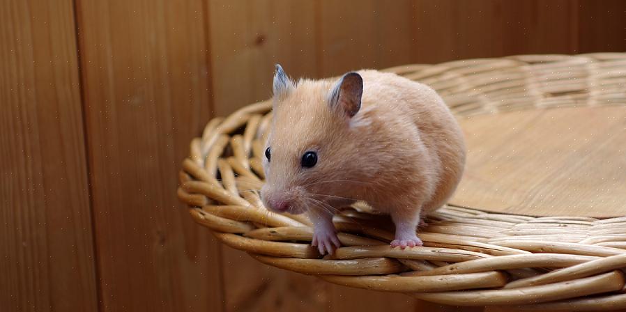 Den kanskje mest åpenbare grunnen til at en hamster spiser sine egne babyer er mangelen på mat