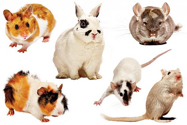 Beste eksotiske kjæledyr for små rom Syrisk hamster