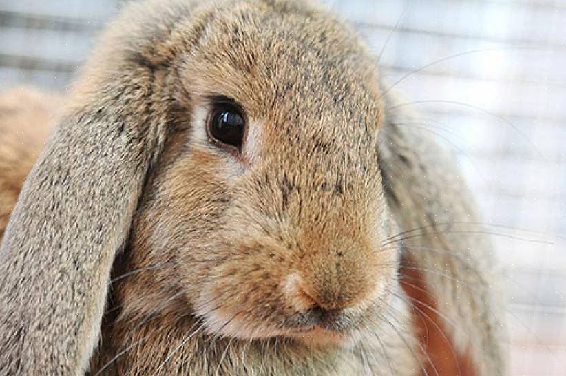 Den vanligste årsaken til tap av appetitt hos kaniner er et gastrointestinalt problem kalt ileus