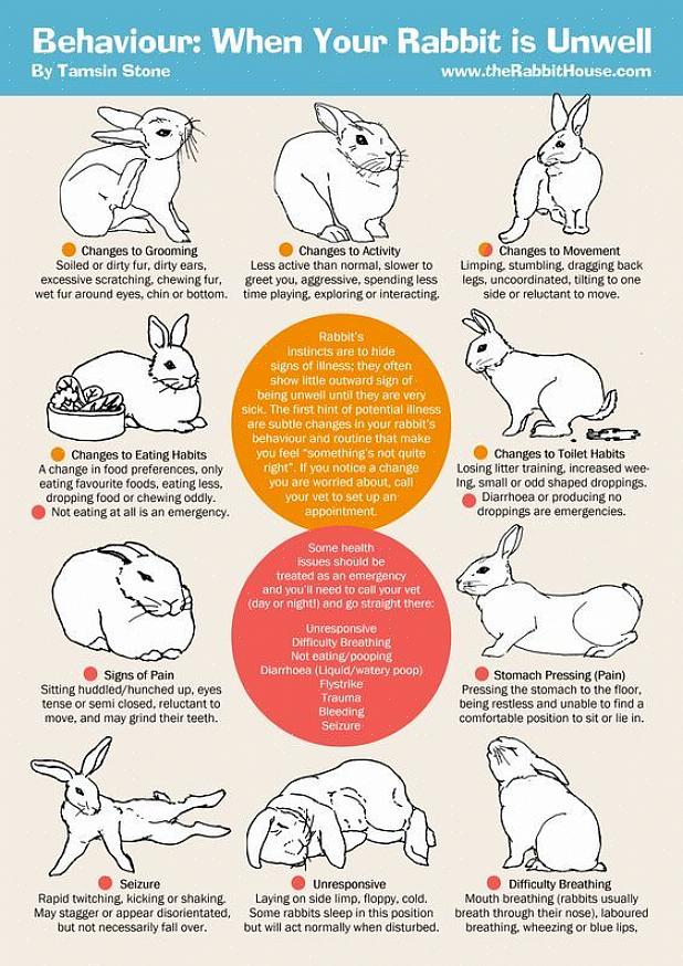 Er det en rekke årsaker til at kaniner blir syke