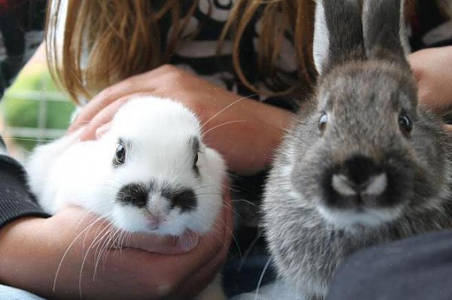 For det meste kommuniserer kaniner med andre gjennom kroppsspråket
