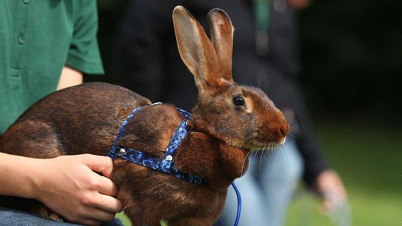 Det store utvalget av lyder som kaniner kan lage kan overraske deg