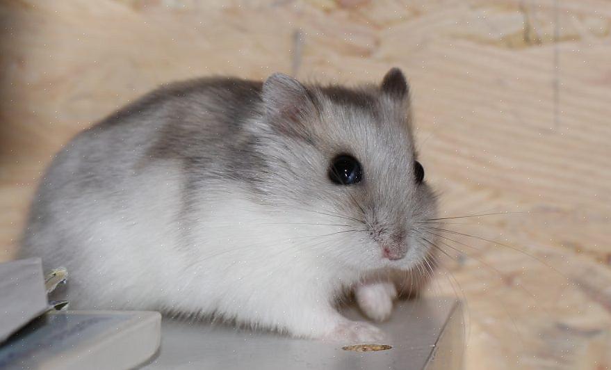 Du kan finne dverg vinterhvite russiske hamstere i dyrebutikker