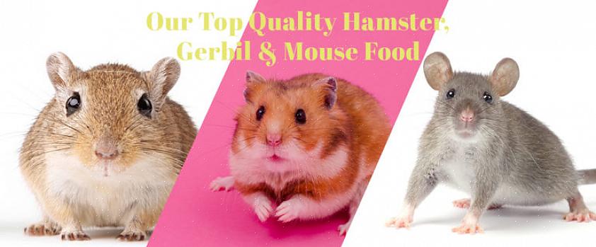Se på den generelle kroppstilstanden - en hamster bør verken være feit eller mager